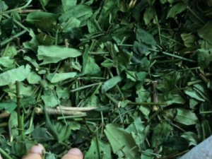 Alternative view of Chè vằng khô loại 1 - MUA 5KG TẶNG 1 KG 