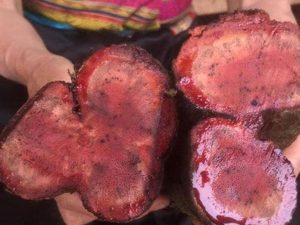 Alternative view of Cỏ Máu Tăng Cân Loại 1