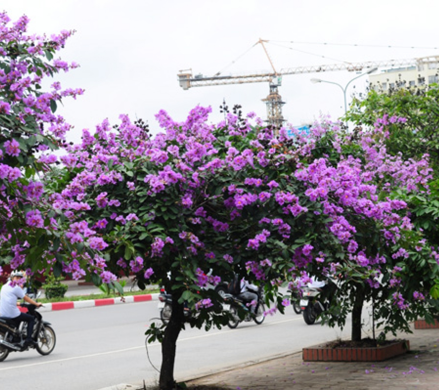 Cây bằng lăng : đặc điểm và hướng dẫn trồng - Thảo dược ba miền - Dược thảo quý cho mọi nhà