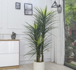 Cây Phát Tài Núi 2 1 800x739