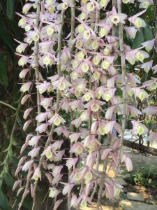 Đặc điểm của lan hạc vỹ