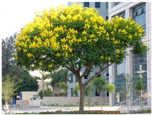 Cây bóng mát trước nhà có hoa