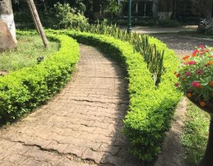 Cay Chuoi Ngoc 71 800x625