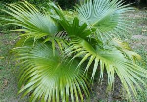 Cay Co Canh 1 800x555