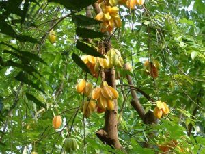 Cay Khe Trong Phong Thuy (5)