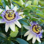 Cay Lac Tien 800x450