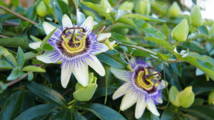 Cay Lac Tien 800x450