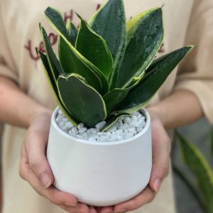 Cay Luoi Ho Thai 21 800x800