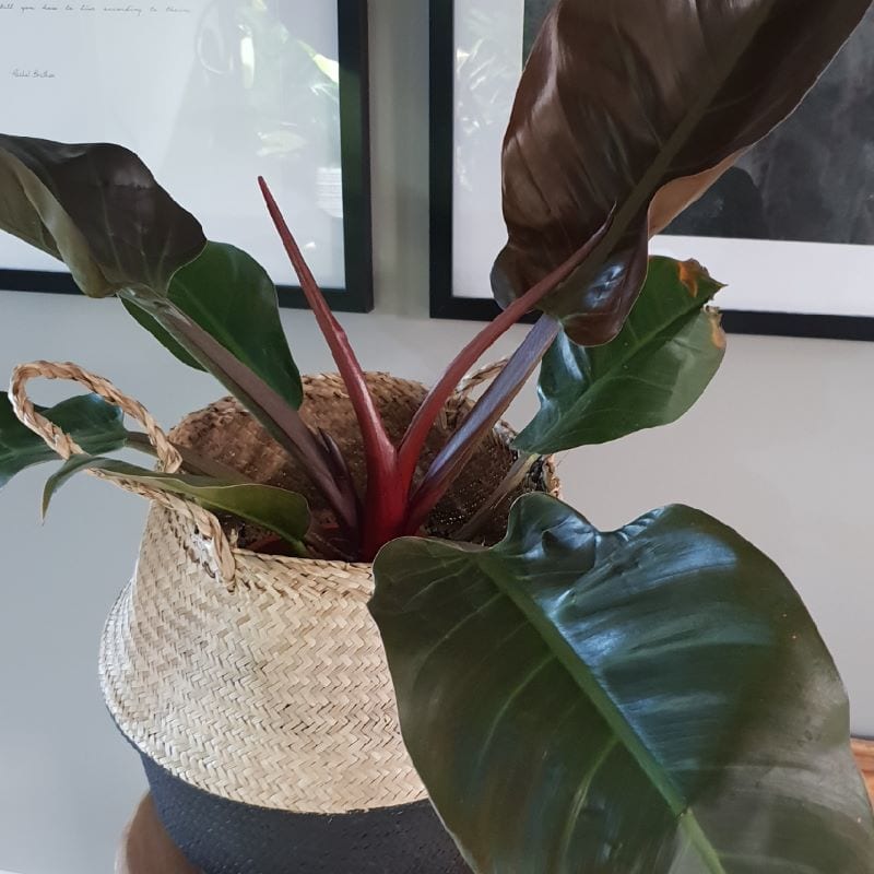 Cay Trau Ba 11 800x800