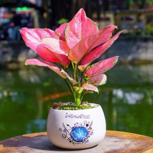 Cay Van Loc 2 800x800