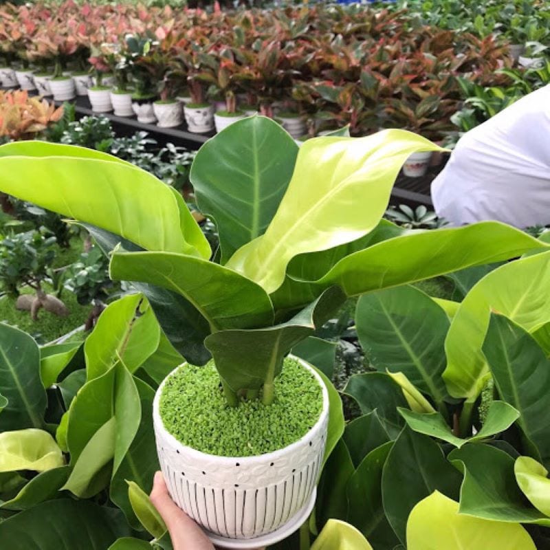 De Vuong Vang 1 800x800