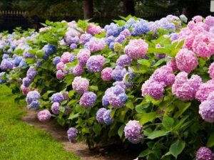 Hoa cẩm tú cầu – Loài hoa mang nhiều ý nghĩa đặc biệt trong tình yêu và cuộc sống