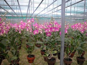 Vườn lan dendro