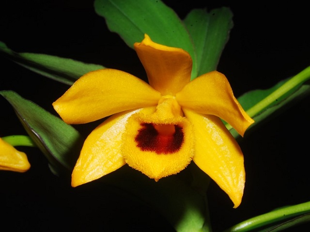 Hoa lan Trầm vàng được tìm thấy ở Việt Nam trong những khu rừng ẩm ướt