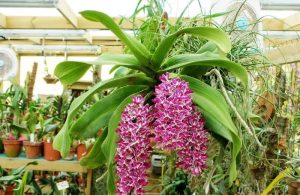 Lan Ngoc Diem 12 800x520