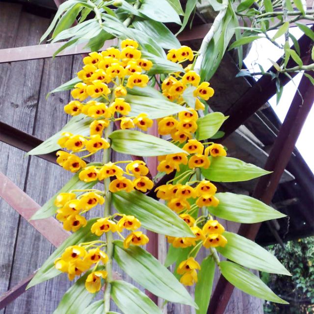 Phi điệp vàng thường nở hoa từ tháng 9 – 10 dương lịch.