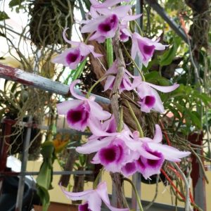 Loài lan được nhiều người yêu thích.