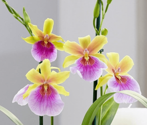 Lan vũ nữ mặt trời