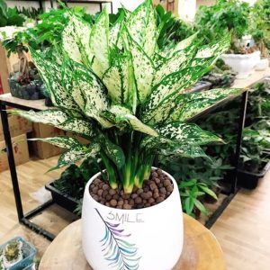 Ngoc Ngan De Ban 800x800