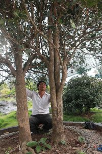 S Cay Moc Huong Dat Tien