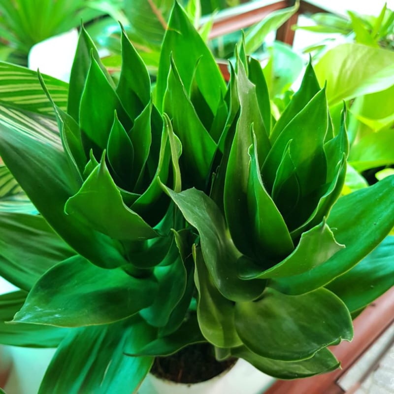 S Phat Tai Bup Sen 3 800x800