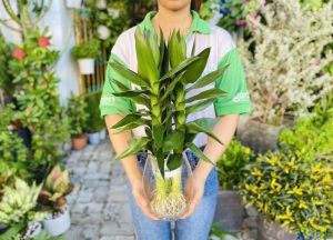 S Phat Tai Bup Sen 800x577