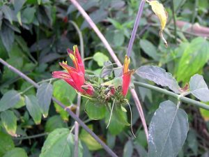 Hình ảnh cây bìm bịp