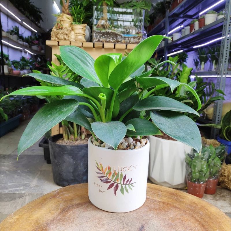 Trau Ba Xanh 1 800x800